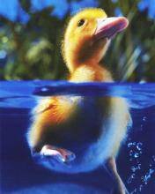 pic for Little Duck